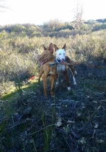 Careta y Pimienta con 9 meses.