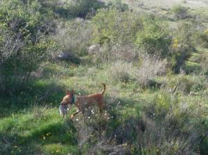 Podencos