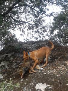 Cati cobrando un zorro