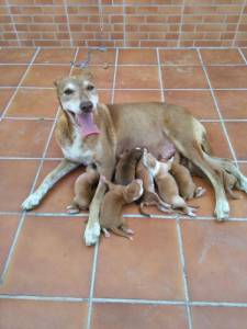 Morena con sus cachorros