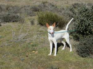 Pepe con 11 meses, futuro semental.