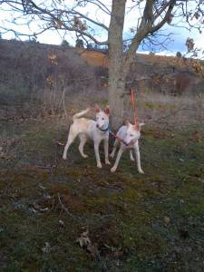 Arancha y Plata con 9 meses