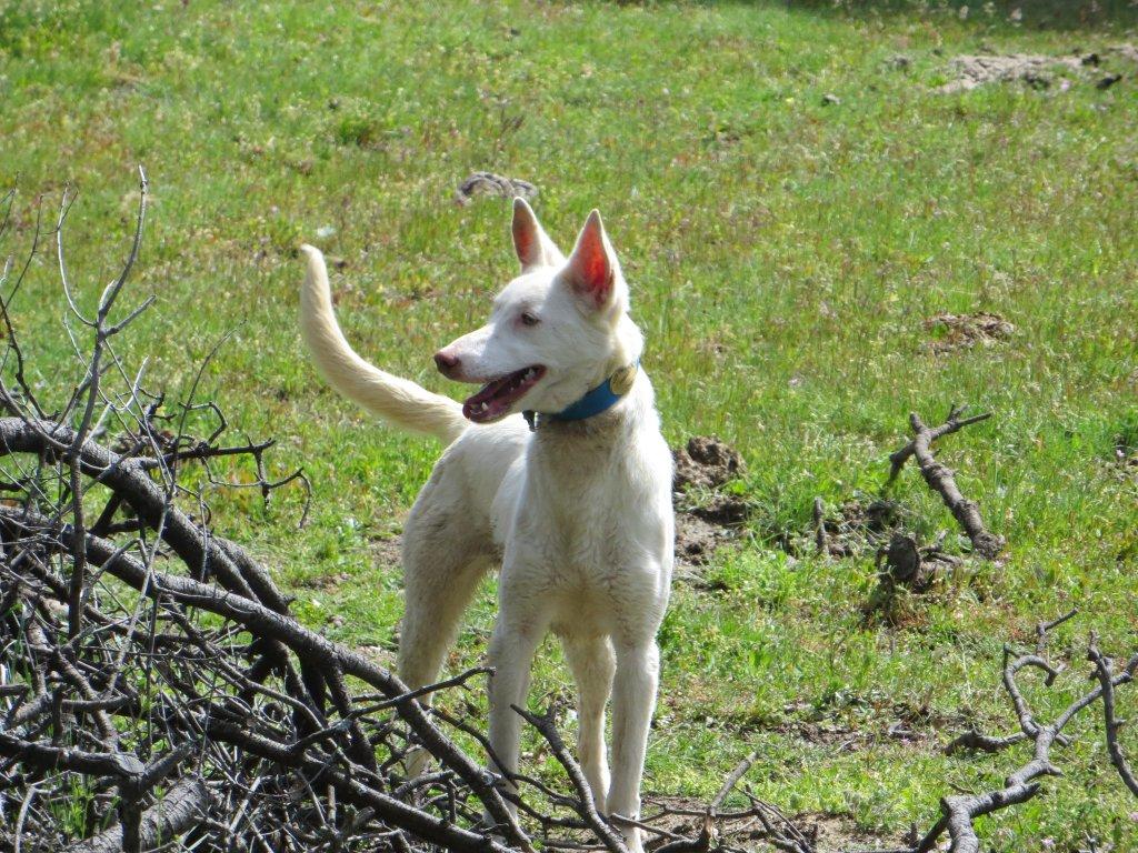 Podenco Andaluz