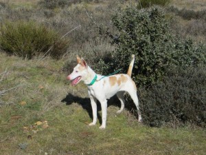 Podenco Andaluz